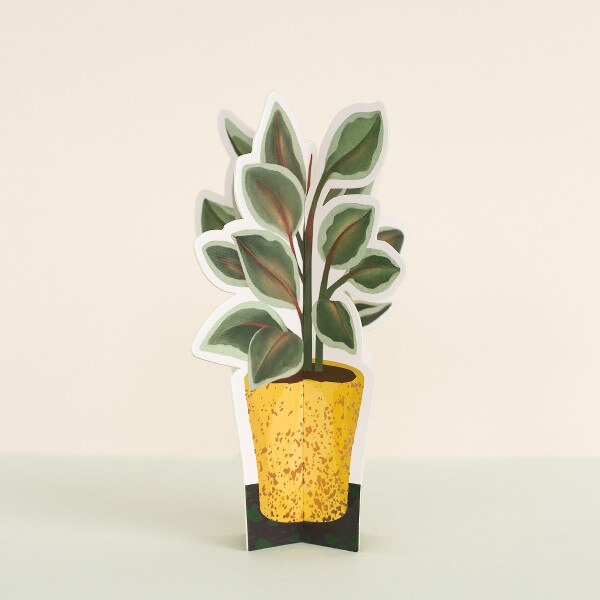Rubber Paper Plant
